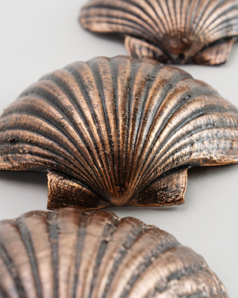 Waipu, Northland, New Zealand, Colourful scallop shells