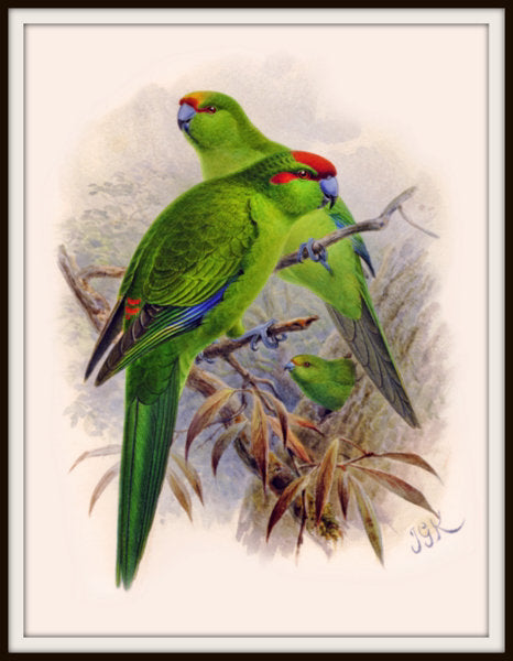 Bullers Birds - Kakariki - Parrot Vintage Print – The Fantail House